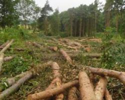 Swinhoe Farm Logs